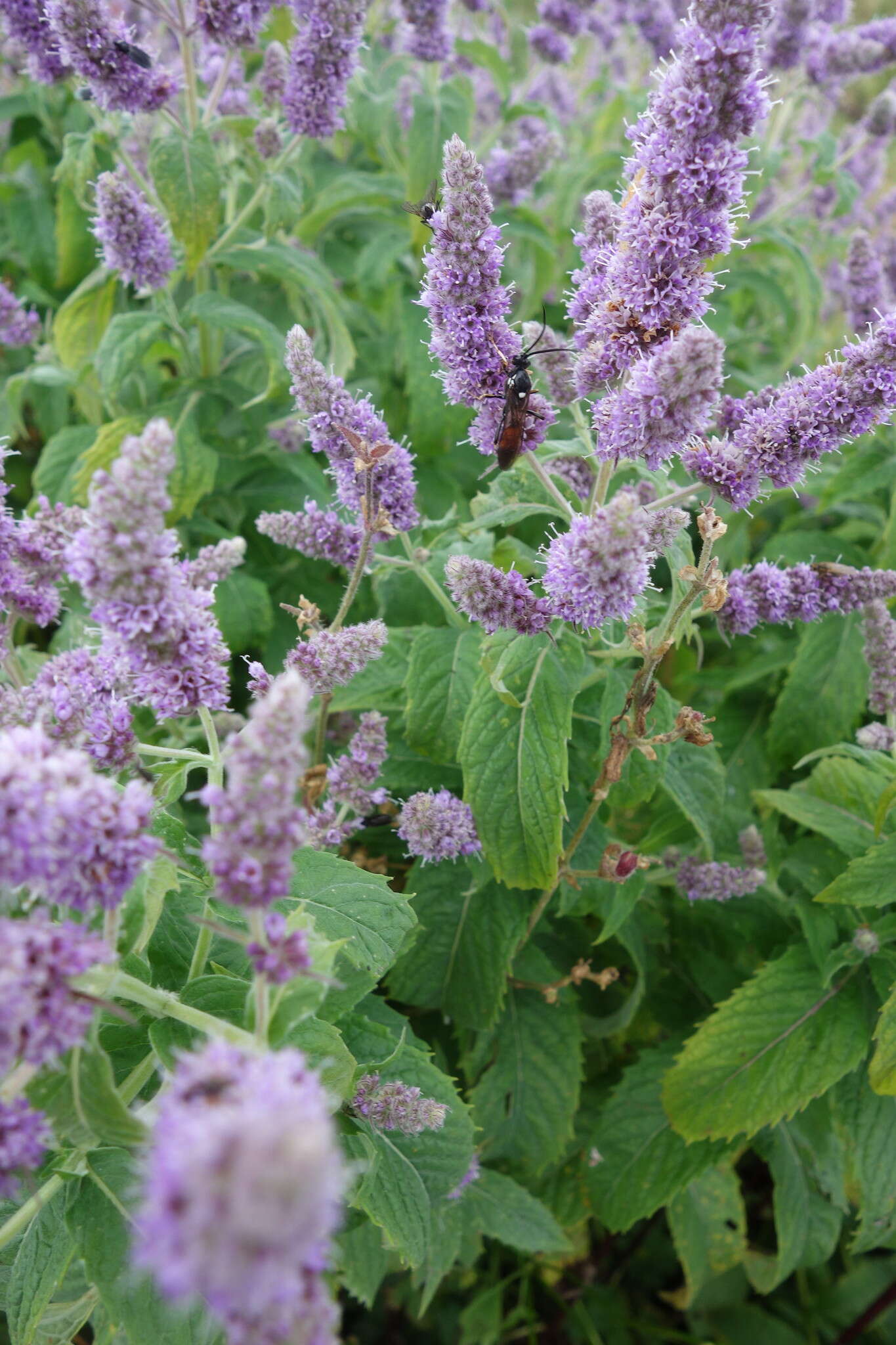 Image of Horse Mint