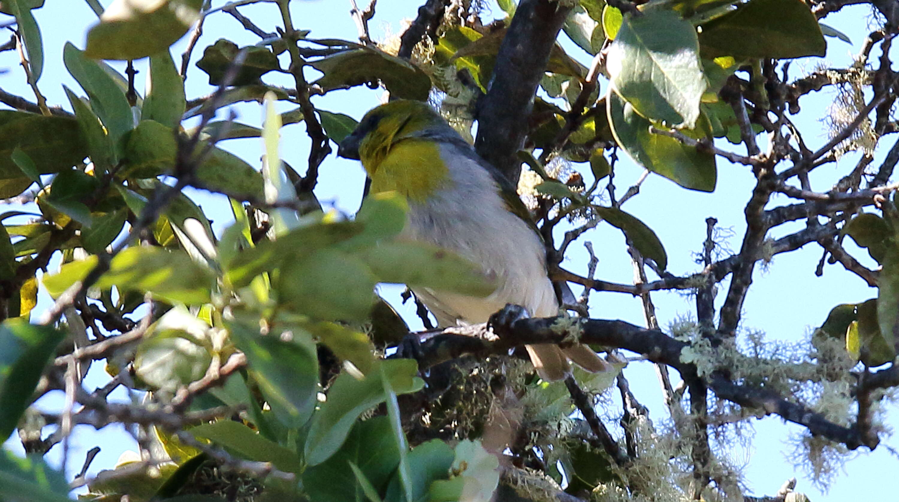 Image of Loxioides Oustalet 1877