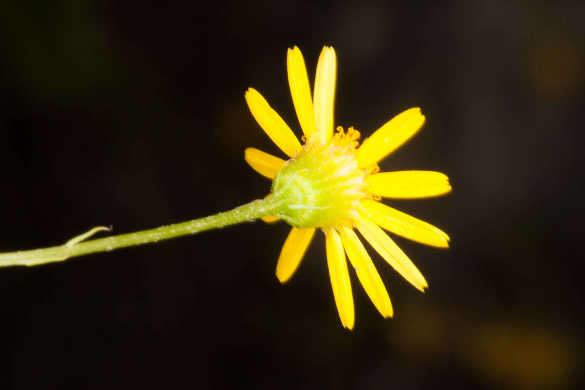 Plancia ëd Jacobaea delphiniifolia (Vahl) Pelser & Veldkamp