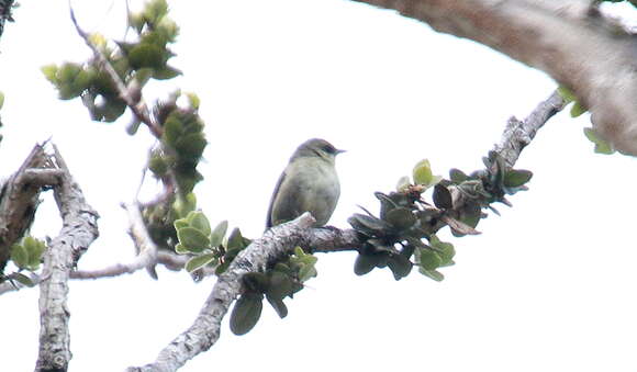 Image of Hawaii Creeper