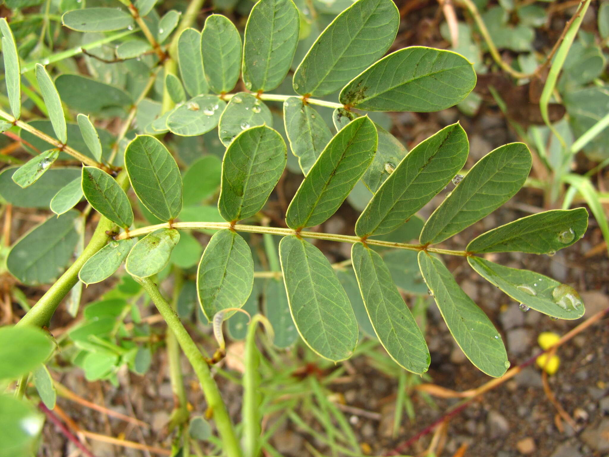 Image of Senna italica subsp. arachoides (Burch.) Lock