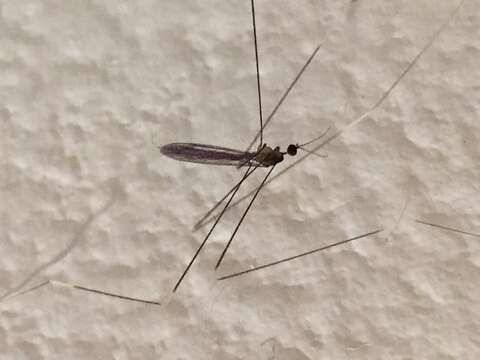 Image of Crane fly