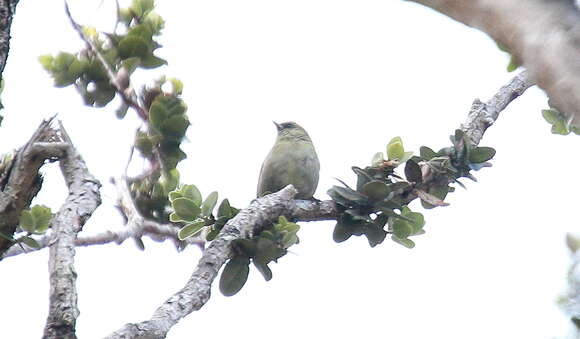 Image of Hawaii Creeper