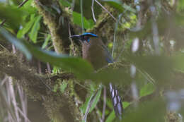 Image of Andean Motmot