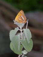 Image of Lycaena li (Oberthür 1886)