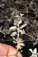 Image de Buddleja marrubiifolia Benth.