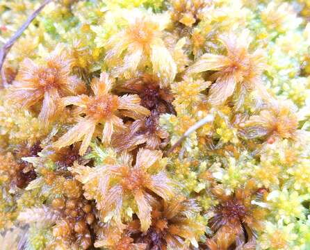 Sphagnum balticum C. E. O. Jensen 1890的圖片