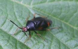 Image of red capsid bug