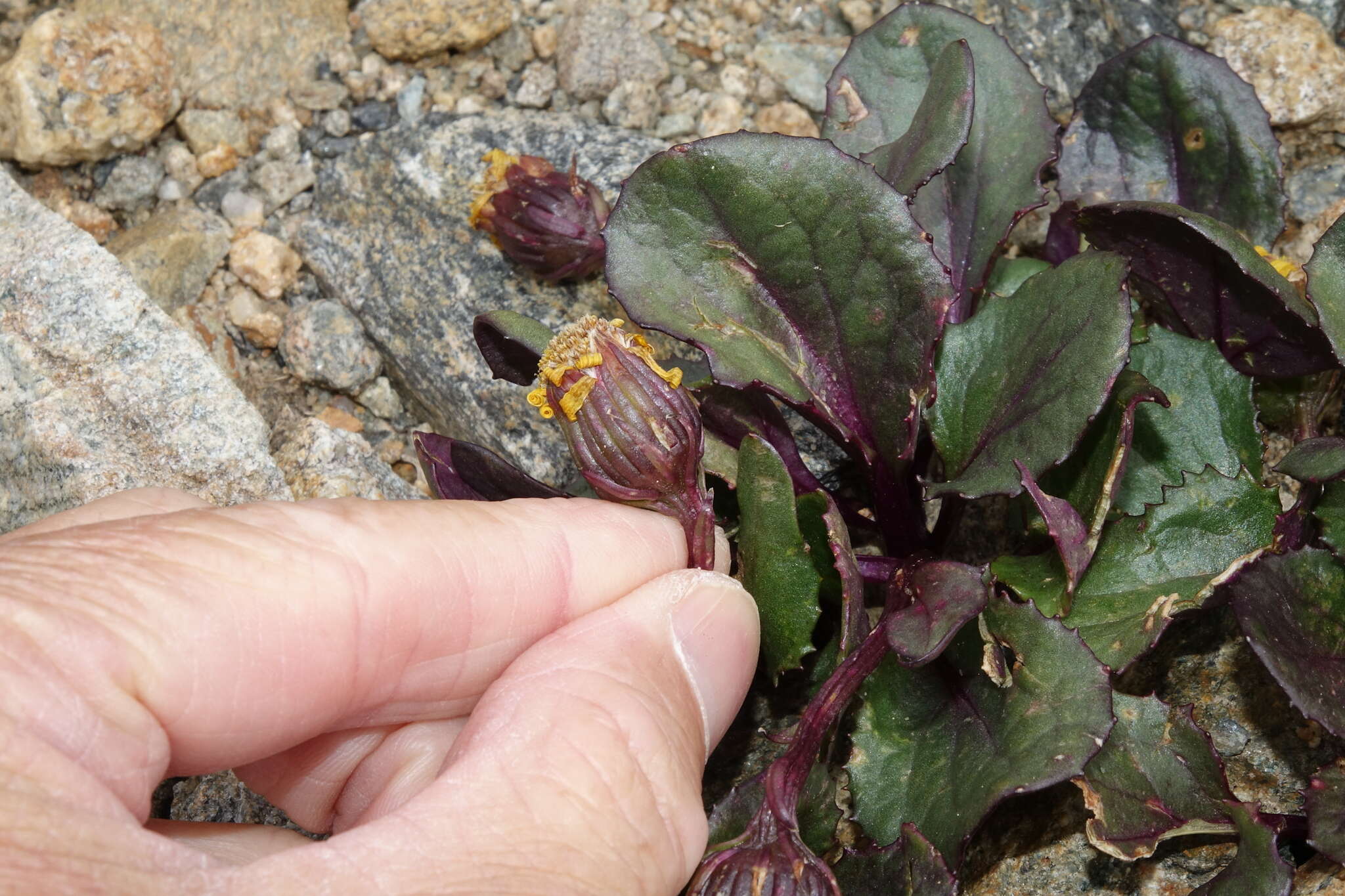 Image of Colorado ragwort