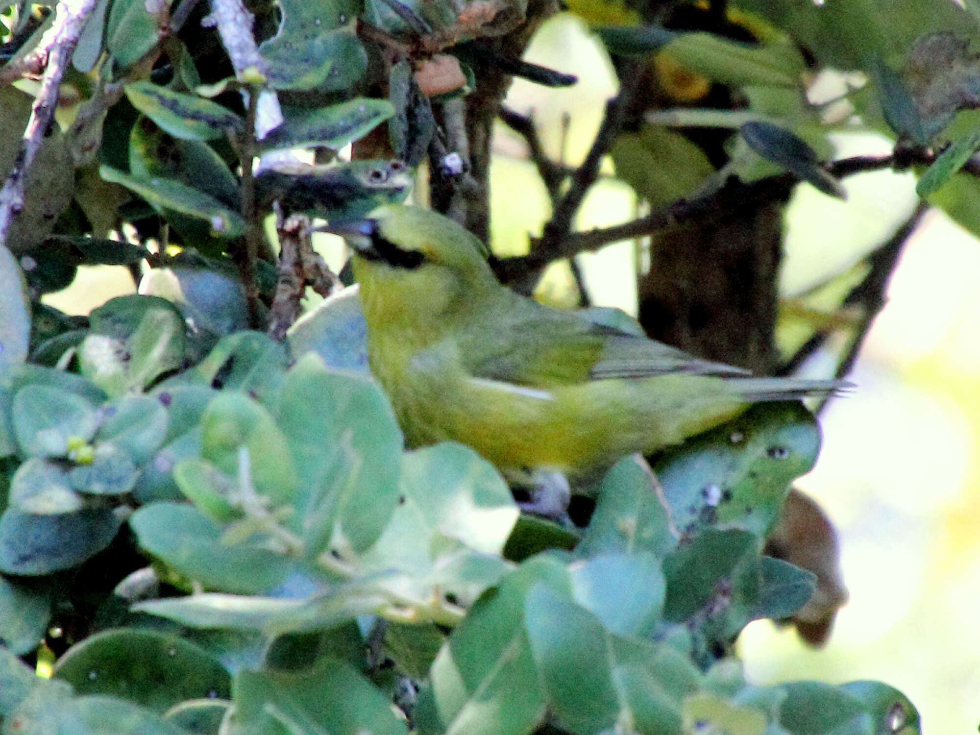 Chlorodrepanis virens (Gmelin & JF 1788)的圖片