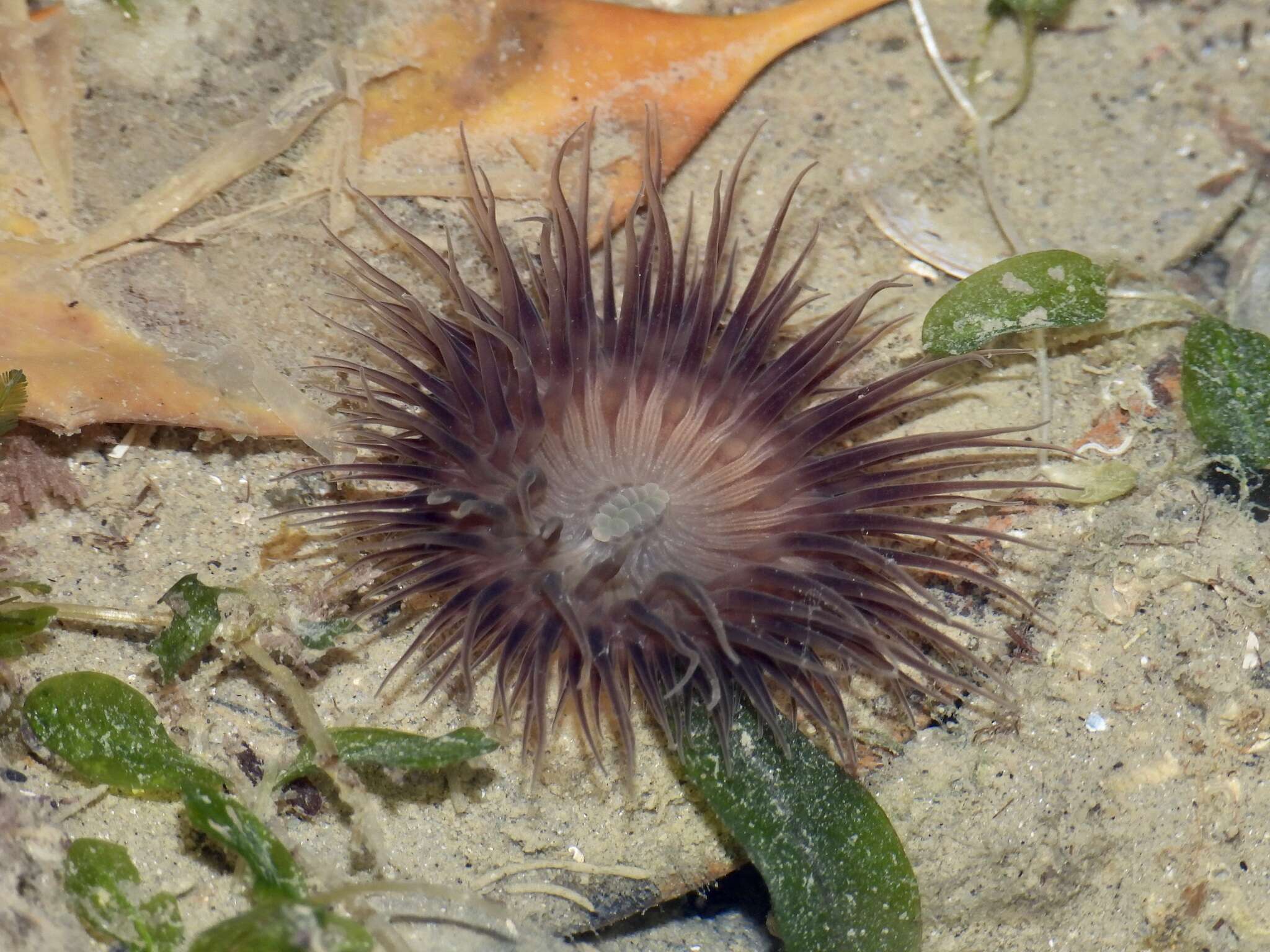 Image of Hormathianthus tuberculatus Carlgren 1943