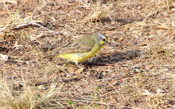 Image of Yellow-fronted Canary