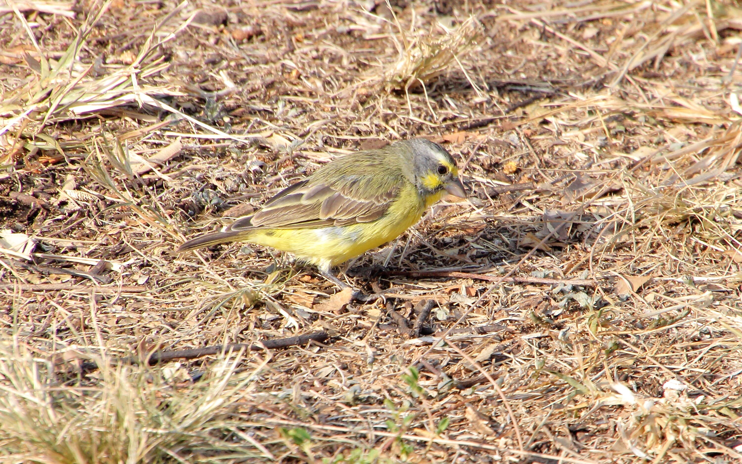 Image of Yellow-fronted Canary