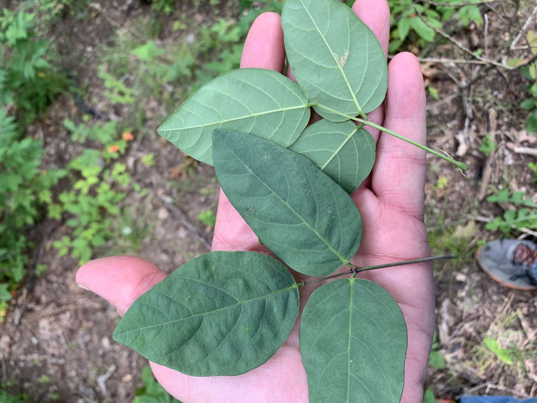 Imagem de Desmodium laevigatum (Nutt.) DC.