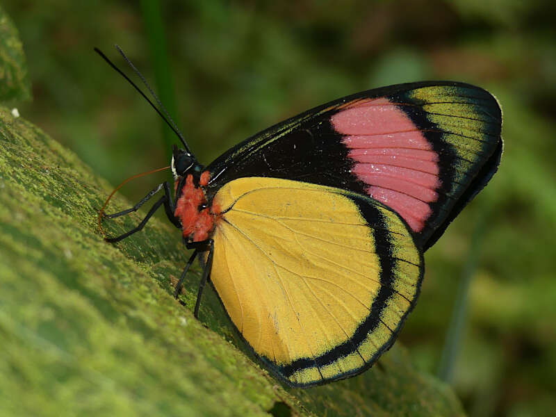 Sivun Batesia hypochlora Felder 1862 kuva