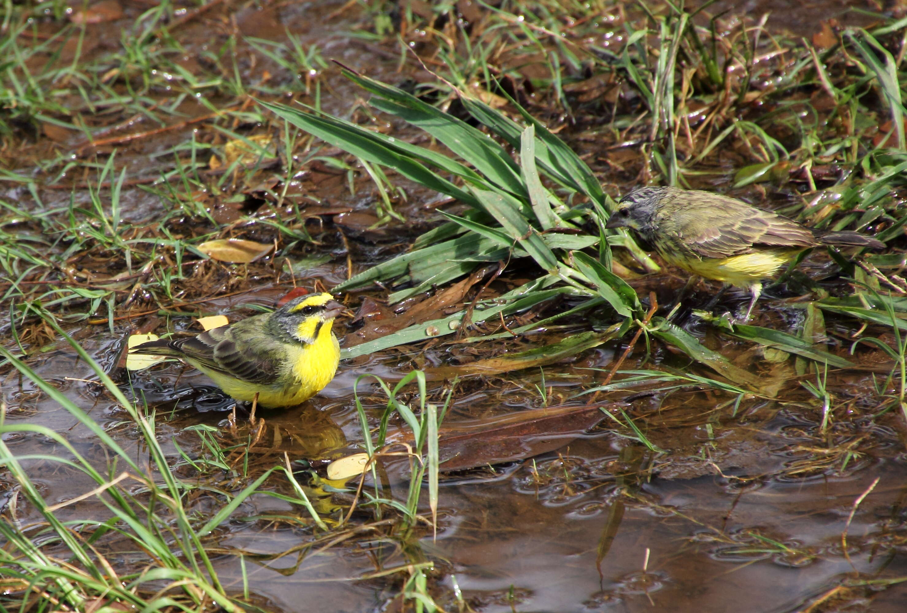 Image of Yellow-fronted Canary