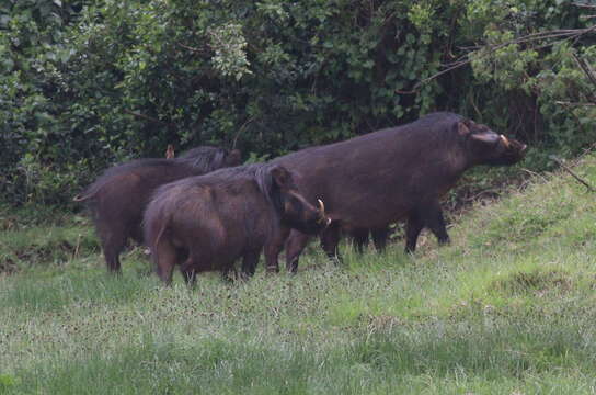 Image of Giant Forest Hogs