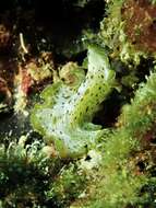 Image of Camouflaged flatworm