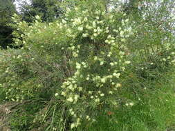 Plancia ëd Callistemon salignus (Sm.) Colv. ex Sweet