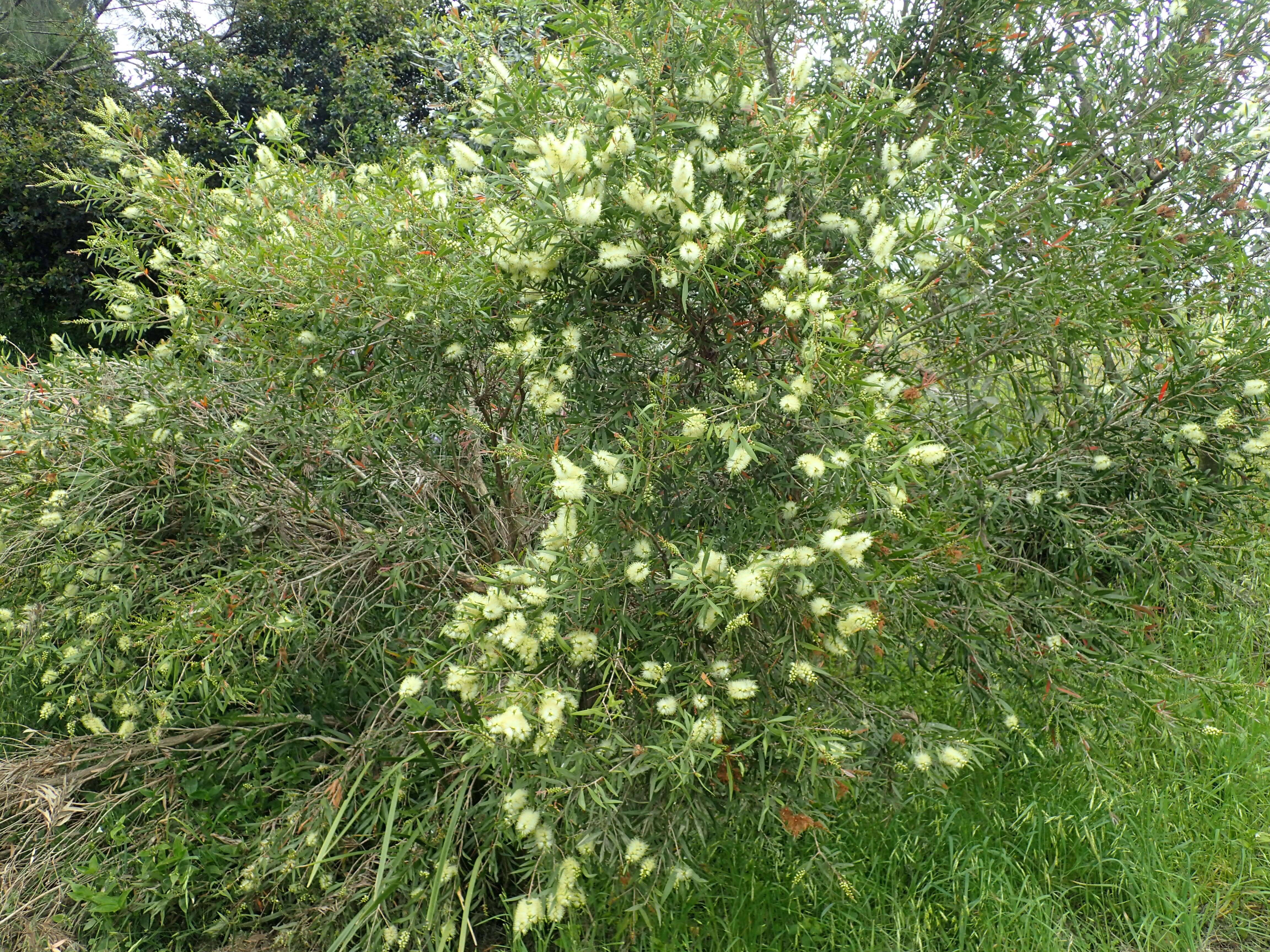 Plancia ëd Callistemon salignus (Sm.) Colv. ex Sweet