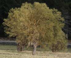 Image of Mt. Etna broom