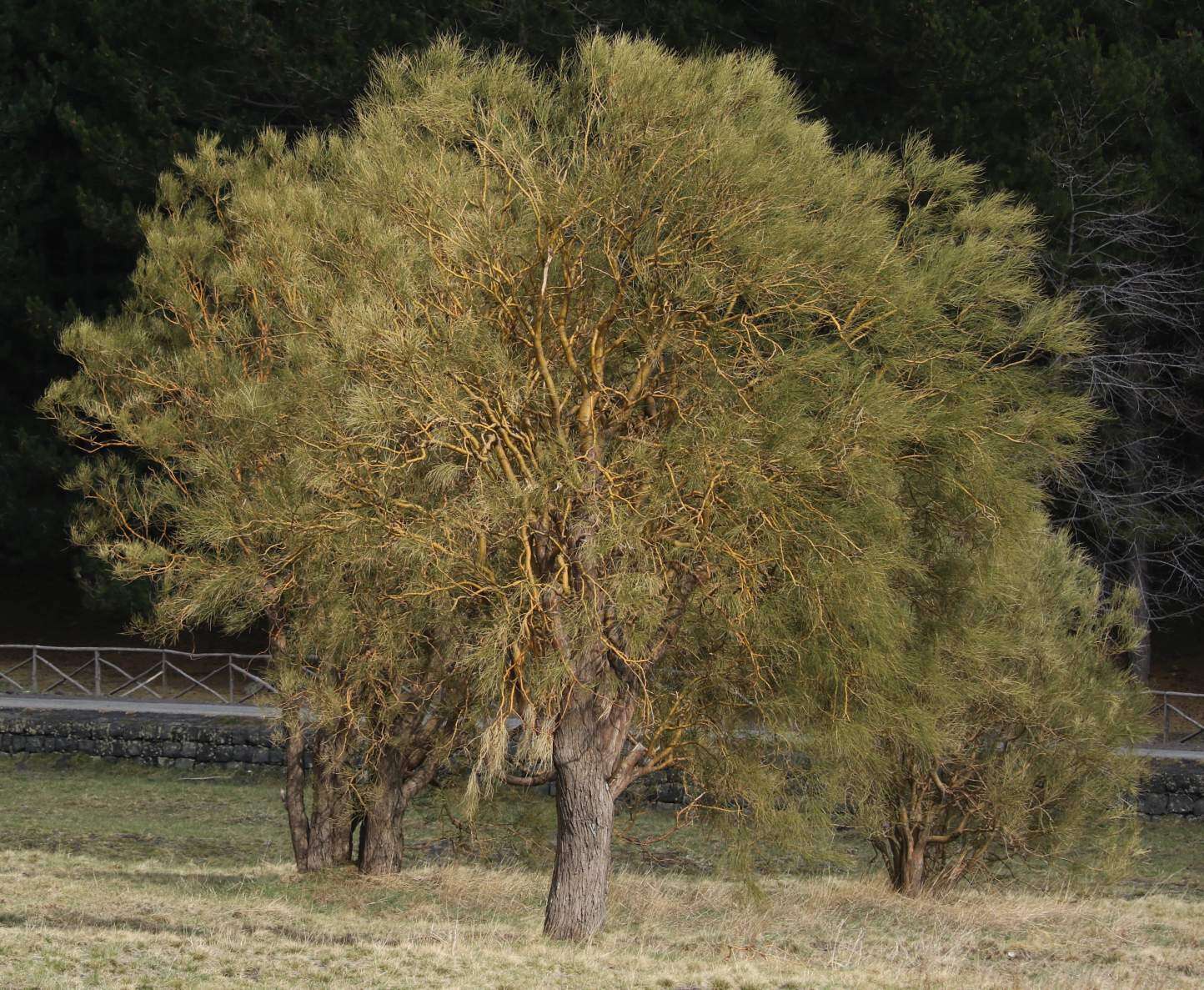 Imagem de Genista aetnensis (Biv.) DC.