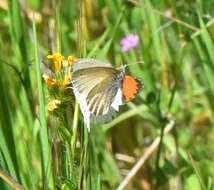 Image of Sara Orangetip