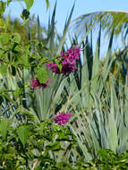Sivun Salvia iodantha Fernald kuva
