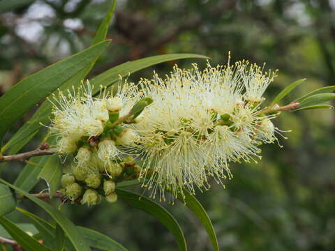 Plancia ëd Callistemon salignus (Sm.) Colv. ex Sweet