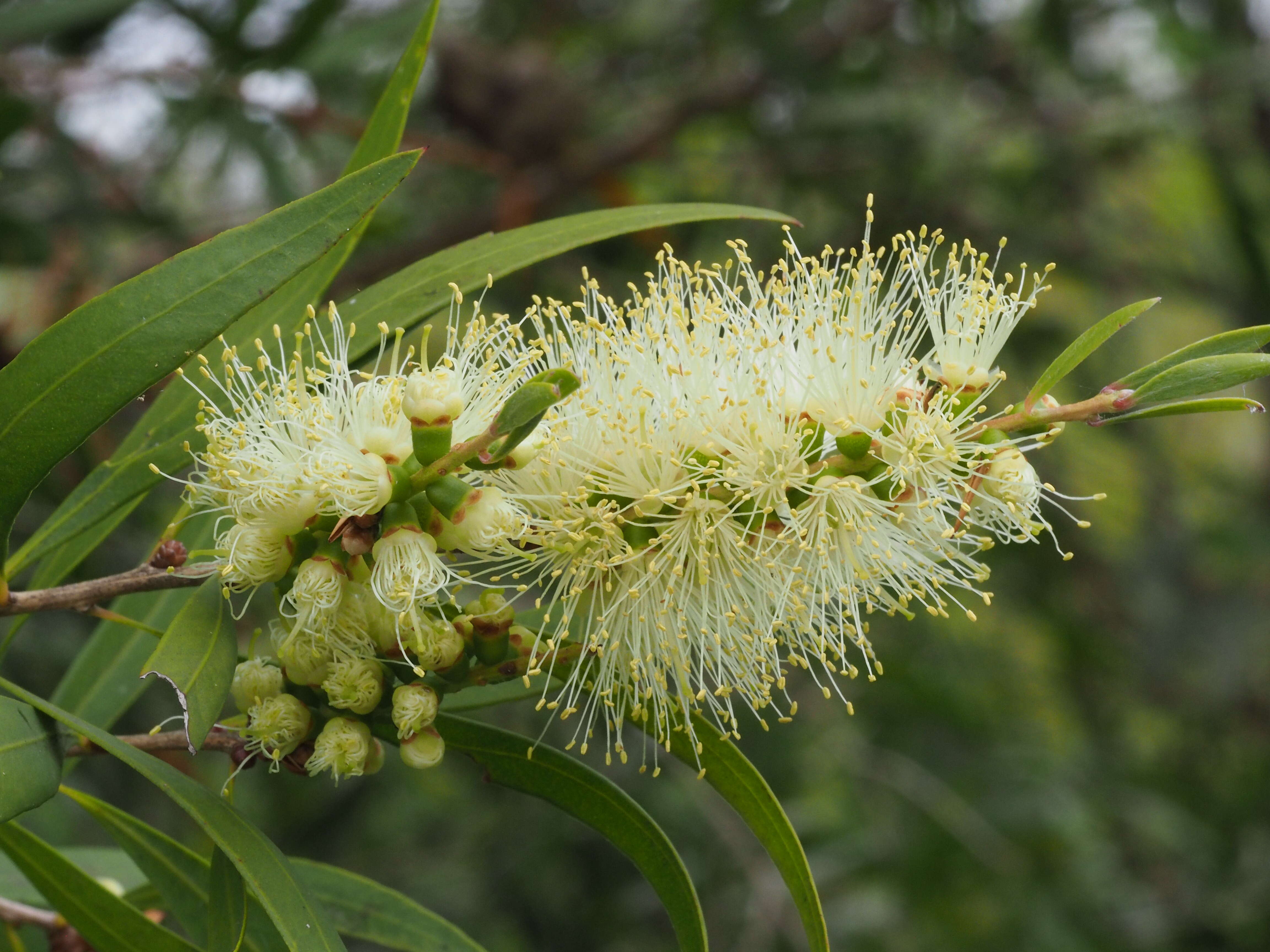 صورة Callistemon salignus (Sm.) Colv. ex Sweet