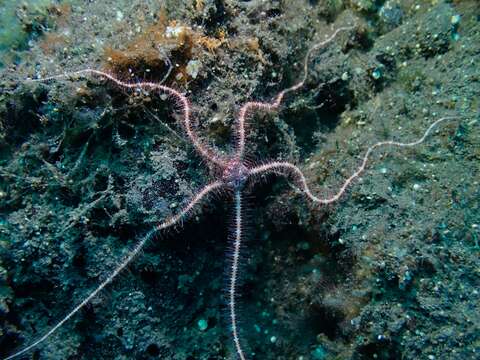 Image of Ophiothrix (Acanthophiothrix) purpurea von Martens 1867