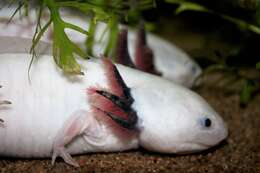 Image of Axolotl