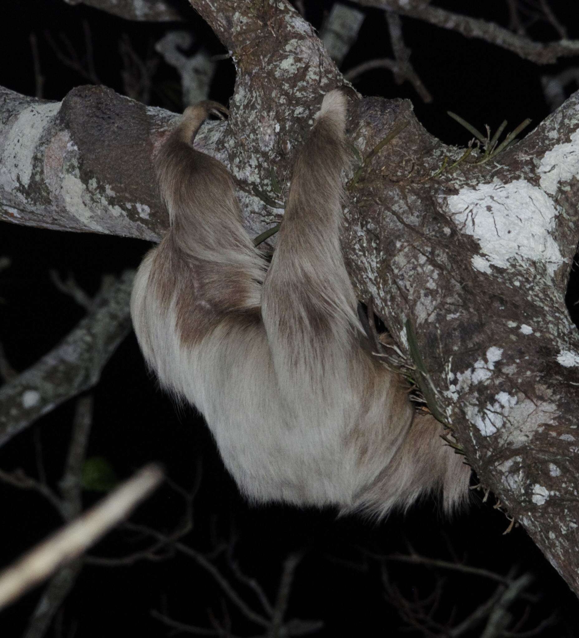 Image of two-toed sloths