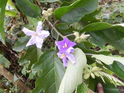 صورة Solanum wrightii Benth.