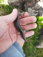 Image of Egg-laying Skink