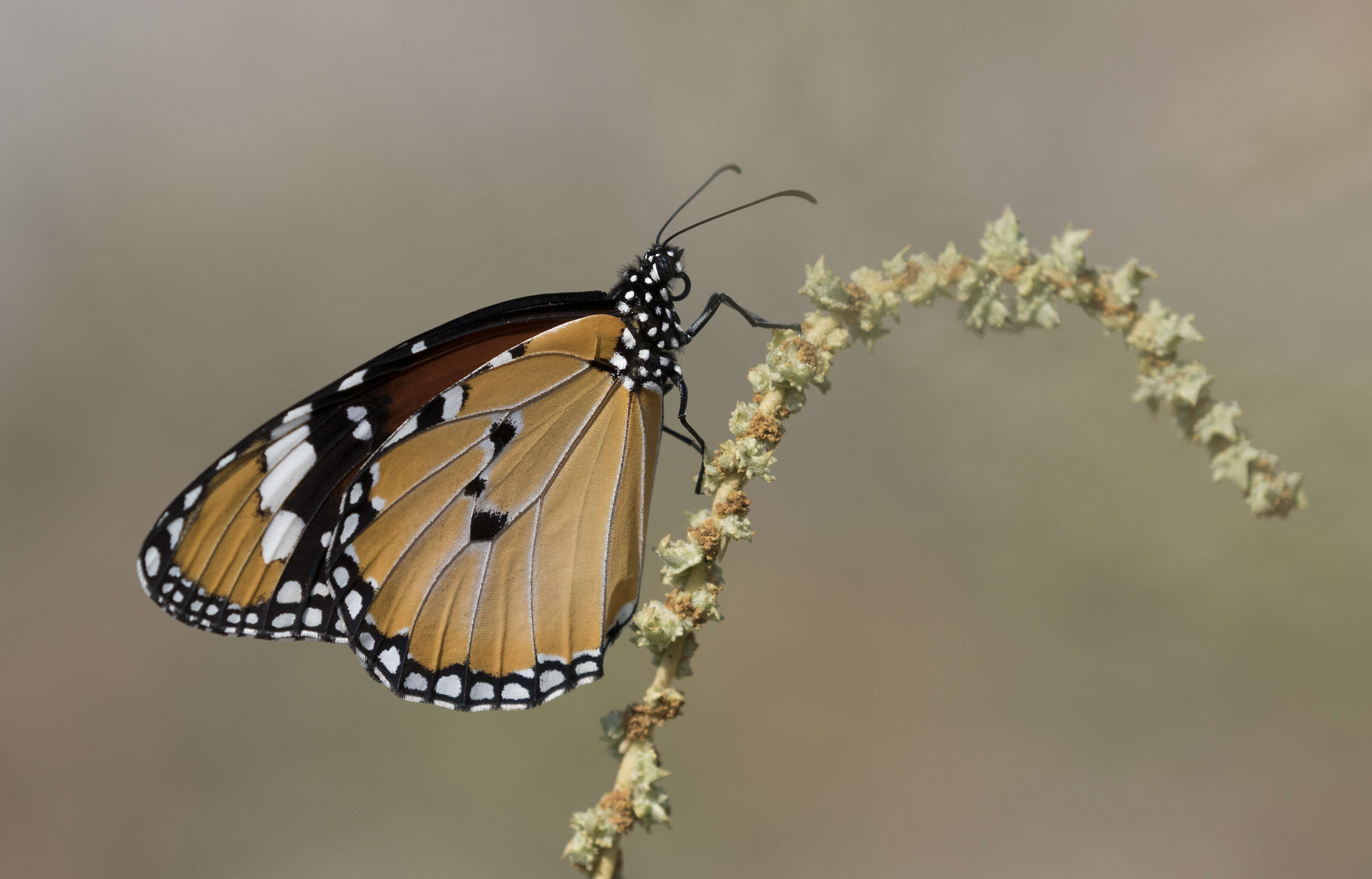 Image of Plain tiger