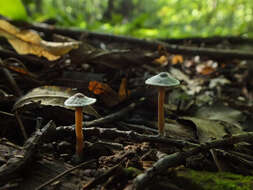 Inocybe petiginosa (Fr.) Gillet 1876 resmi