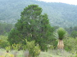 Pinus cembroides Zucc. resmi