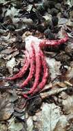 Image of octopus stinkhorn