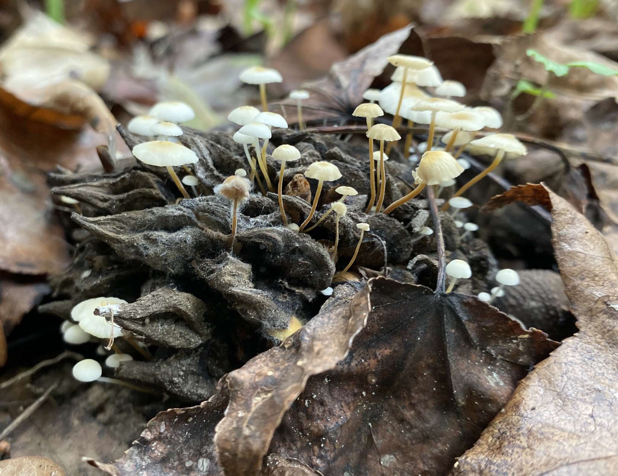 Plancia ëd Strobilurus conigenoides (Ellis) Singer 1962