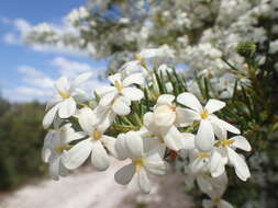 Image of Ricinocarpos pinifolius Desf.