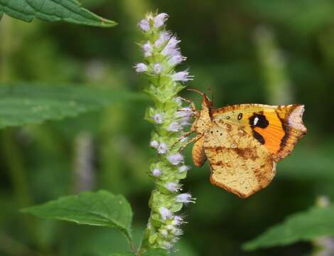 Image of crested latesummer mint