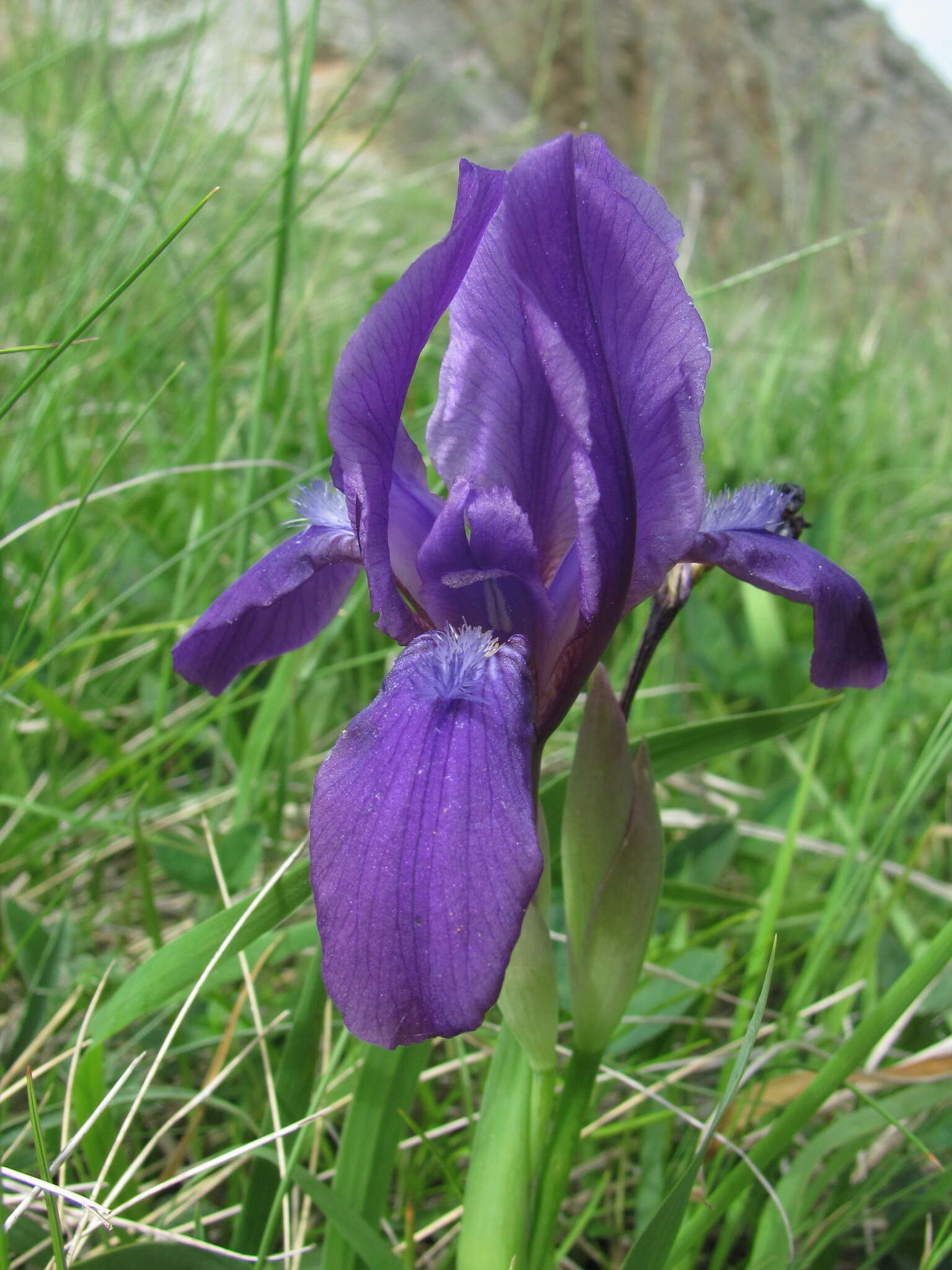 Image of Iris furcata M. Bieb.