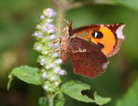 Слика од Elsholtzia ciliata (Thunb.) Hyl.