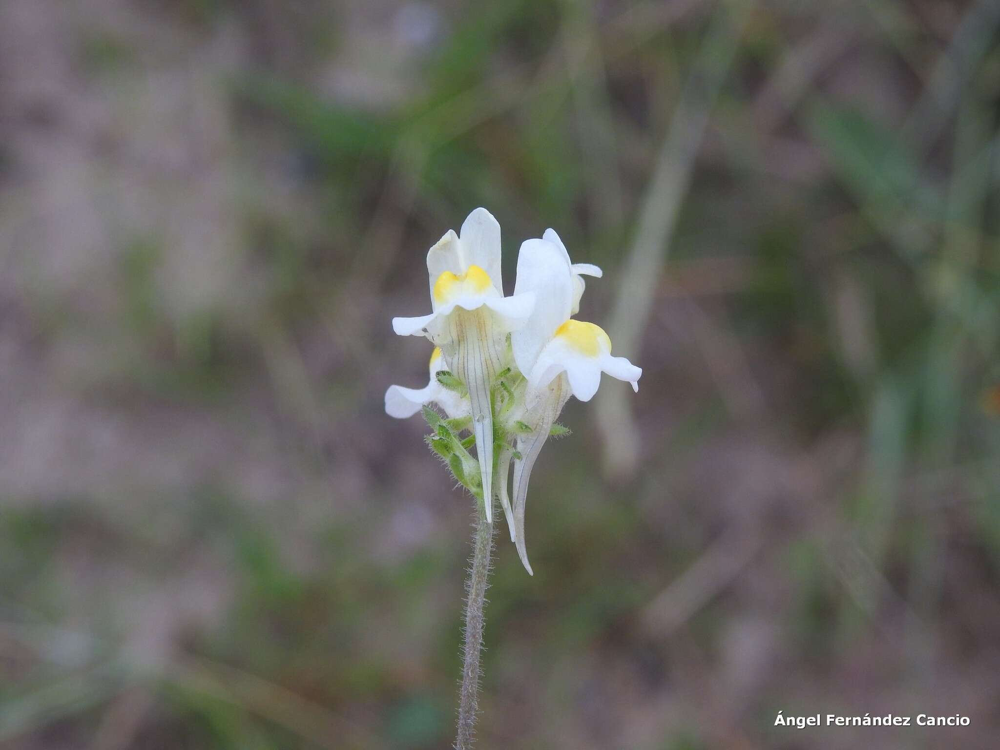 صورة Linaria supina subsp. maritima (DC.) M. Lainz