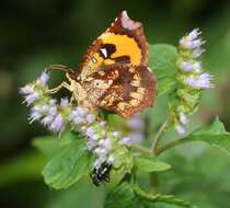 Слика од Elsholtzia ciliata (Thunb.) Hyl.