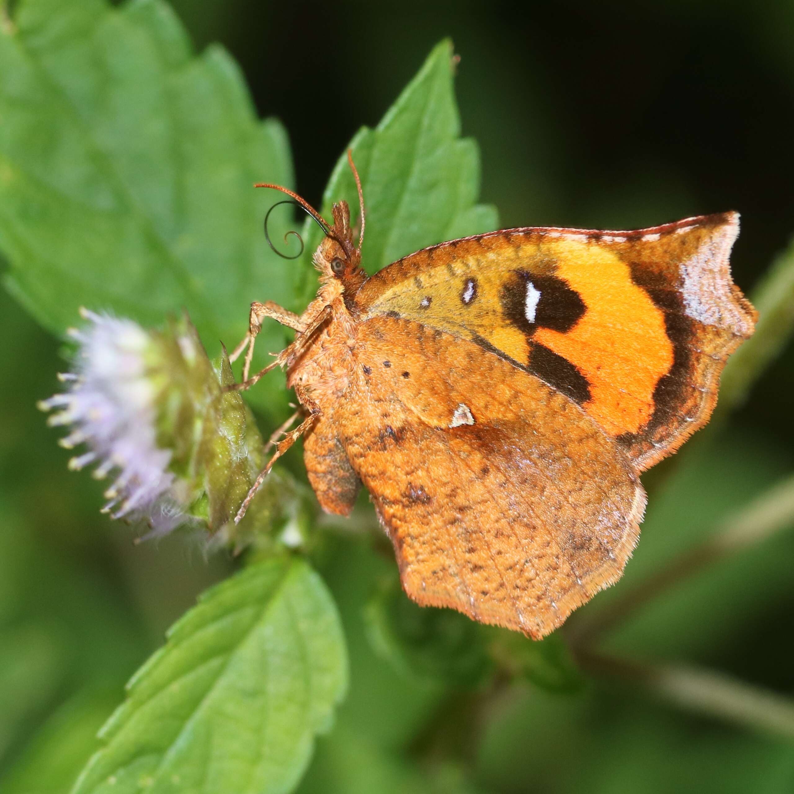 Слика од Elsholtzia ciliata (Thunb.) Hyl.