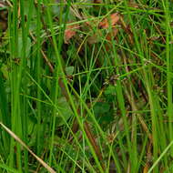 Image de Isolepis inundata R. Br.