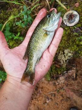 Image of Tallapoosa bass