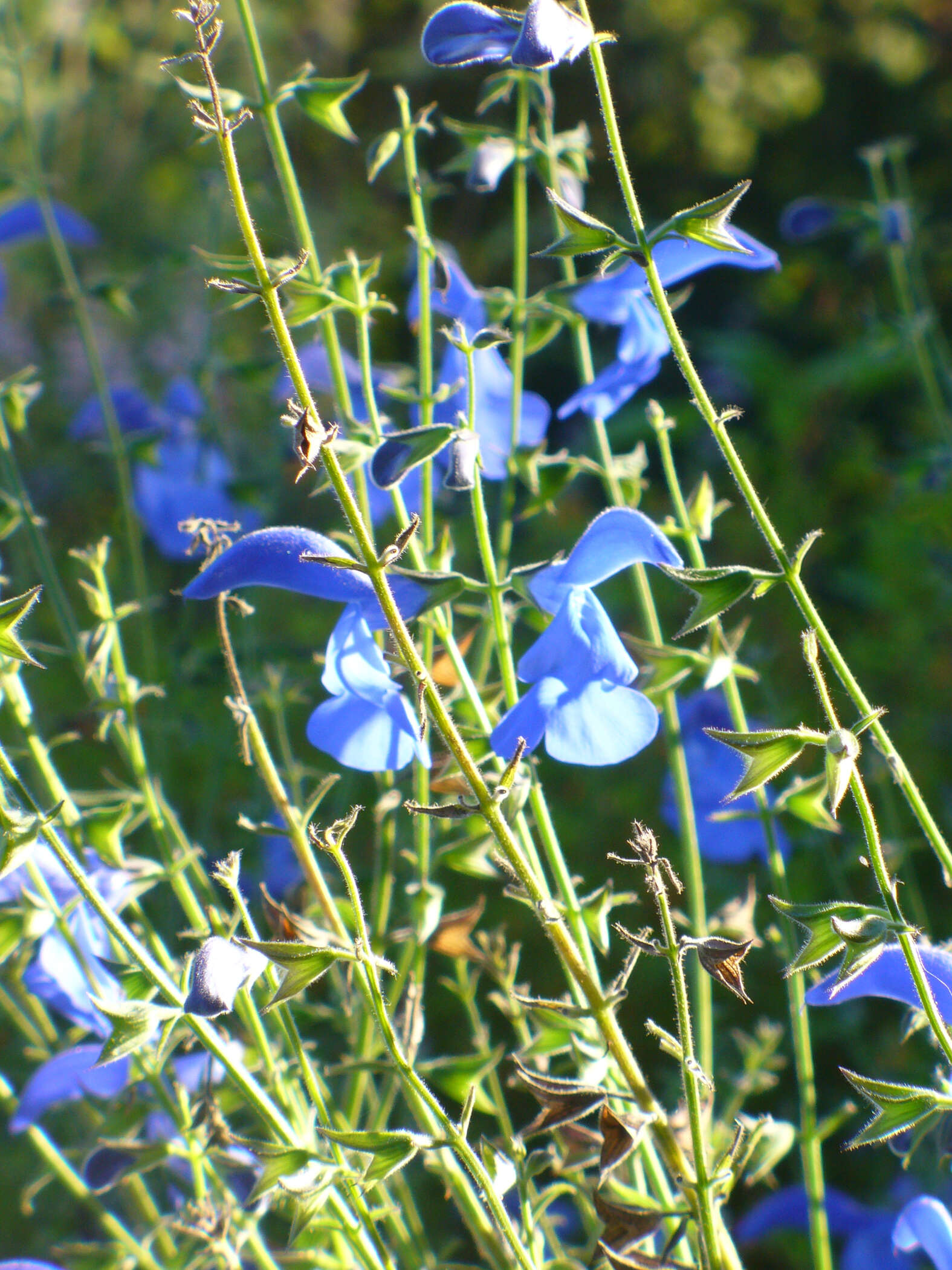 Imagem de Salvia patens Cav.